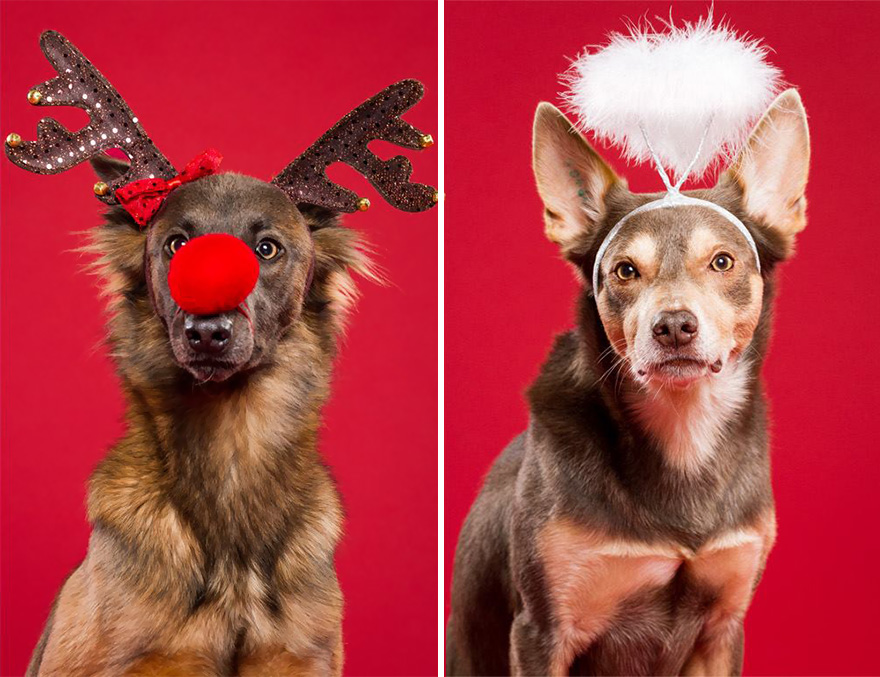 i-took-christmas-themed-dog-portraits-to-wish-you-happy-holidays-2__880