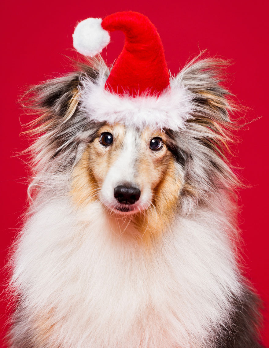 i-took-christmas-themed-dog-portraits-to-wish-you-happy-holidays-5__880