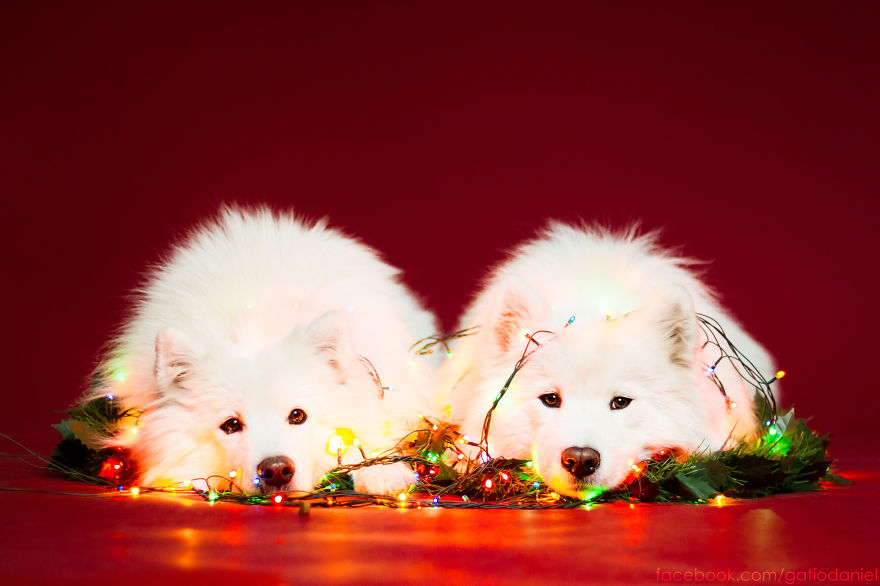 i-took-christmas-themed-dog-portraits-to-wish-you-happy-holidays-9__880