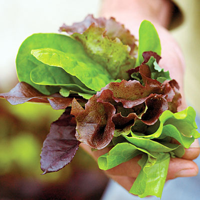 edibles-lettuce-l