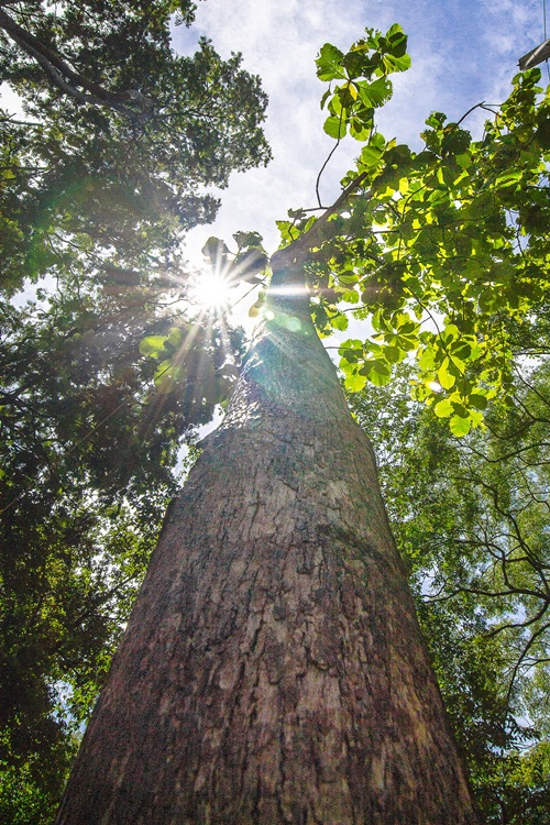 ภาพต้นสัก ต้นไม้ทรงปลูกลำดับแรกๆ ณ สวนรุขชาติถ้ำจอมพล จังหวัดราชบุรี