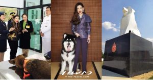 ศูนย์พักพิงสุนัขจรจัด